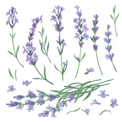 A set of watercolor lavender. Purple flowers for wedding cards, cosmetics packaging. Vintage style. Provence.