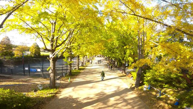 「国営昭和記念公園」の「かたらいのイチョウ並木」