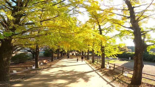「国営昭和記念公園」の「かたらいのイチョウ並木」