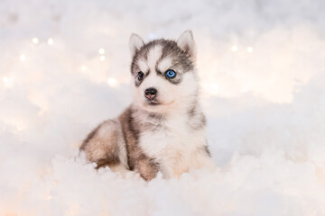 A little one and a half month old husky puppy sits on white fluff with luminous garlands. © Михаил Гута