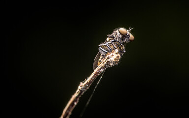 Close up a robber fly on branch and dark background, Nature background, Big eye insect, Thailand.