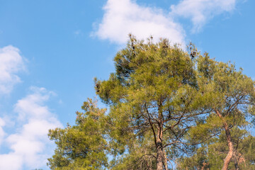 Fototapeta na wymiar pine tree and white clouds