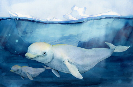 Beluga whale Delphinapterus leucas on the background of an iceberg drifting in the ocean. Watercolor illustration. A wild beluga whale swims in the water with a cub. Arctic landscape.