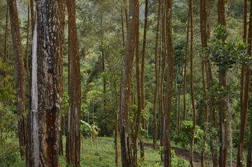 Pine Tree on the Mountain