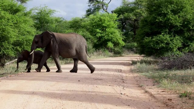 African elephant herd crossing a gravel road