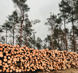Fototapeta premium Forest pine and spruce trees. Log trunks pile, the logging timber wood industry.