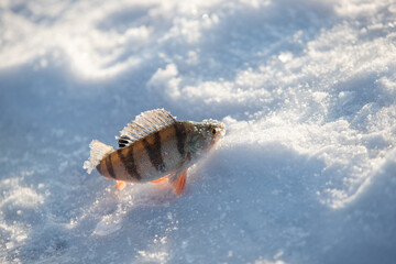 Fototapeta na wymiar Freshly caught perch fish lies on the ice.