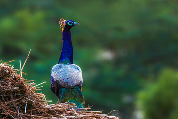 The Indian peafowl, also known as the common peafowl, and blue peafowl, is a peafowl species native...