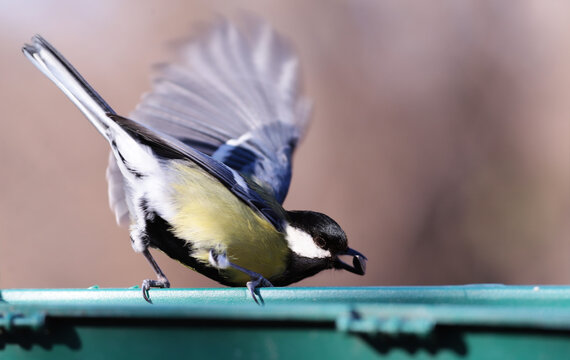 Imagens de Asseverate – Explore Fotografias do Stock, Vetores e Vídeos ...