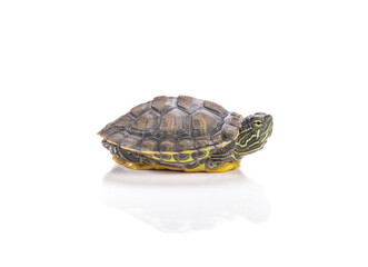 Obraz premium Red-eared slider isolated on white