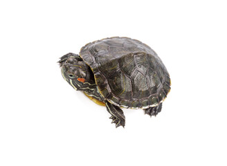 Red-eared slider isolated on white