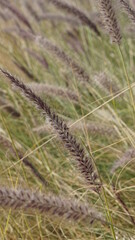 Reed in the Eilat Coral Beach Nature Reserve in the Southern Negev Desert in Israel in the month of January