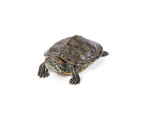 Red-eared slider isolated on white