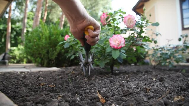 The right hand loosens the black soil under the rose bush with a manual rotary cultivator with two stars. Close-up. Back view