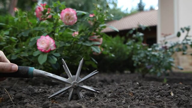 The hand holds a manual rotary cultivator with two stars and cultivates the soil in the vegetable garden close-up. Blurred rose bush in the background