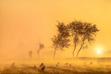 a farmer in the foggy crop fields , landscape with fog , birds, and trees 