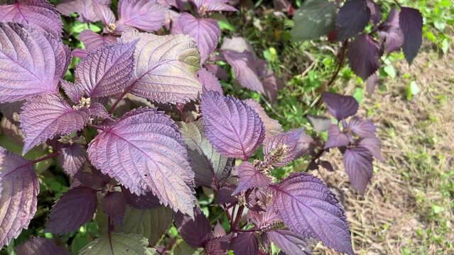 Japanese shiso perilla herb plant blowing in summer breeze in the garden