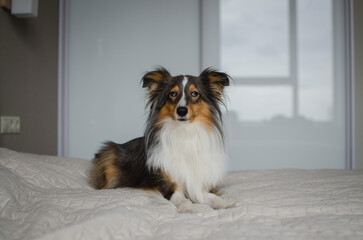 Cute brown gray tricolor dog shetland sheepdog breed on bed at home. Young sheltie in flat