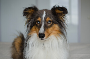 Cute brown gray tricolor dog shetland sheepdog breed on bed at home. Young sheltie in flat