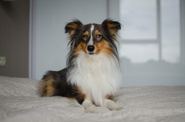 Cute brown gray tricolor dog shetland sheepdog breed on bed at home. Young sheltie in flat