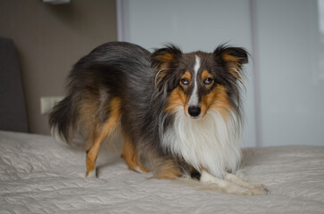 Cute brown gray tricolor dog shetland sheepdog breed on bed at home. Young sheltie in flat