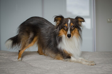 Cute brown gray tricolor dog shetland sheepdog breed on bed at home. Young sheltie in flat