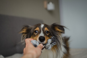 Cute brown gray tricolor dog shetland sheepdog breed on bed at home. Young sheltie is playing with...