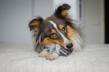 Cute brown gray tricolor dog shetland sheepdog breed on bed at home. Young sheltie is playing with...