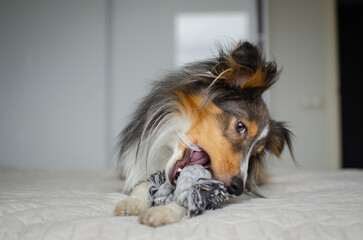 Cute brown gray tricolor dog shetland sheepdog breed on bed at home. Young sheltie is playing with rope toy in flat