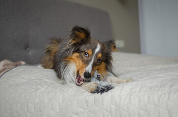 Cute brown gray tricolor dog shetland sheepdog breed on bed at home. Young sheltie is playing with rope toy in flat