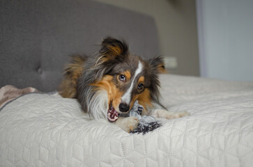Cute brown gray tricolor dog shetland sheepdog breed on bed at home. Young sheltie is playing with...