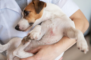 Veterinarian holding a jack russell terrier dog with dermatitis. 