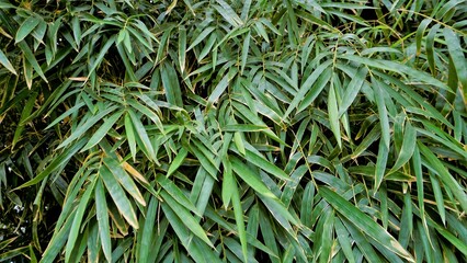Bamboo forest plant bush growing in wild, lush green bamboo leaves.