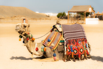 Camel sitting on the beach, riding camel in Egypt, arabian safari, vacation activities 