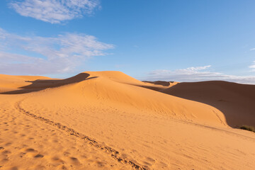 Fototapeta na wymiar The vast orange dunes of the Sahara desert and its barren vegetation