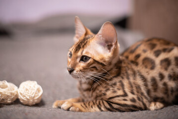 Fototapeta premium Bengal kitten sitting on the sofa with white balls . Pet , photo of elite breed of cat . Banners ,background and typography design with cat, calendar page design