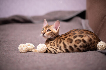 Bengal kitten sitting on the sofa with white balls . Pet , photo of elite breed of cat . Banners ,background and typography design with cat, calendar page design