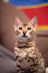 Portrait of bengal kitten indoors, pet photo. Elite breed of cat.Kitten  photo for printing posters and design