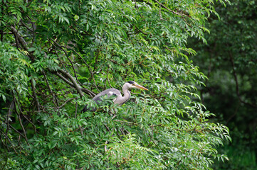 Gray heron