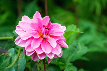Obraz premium Pink dahlia flower