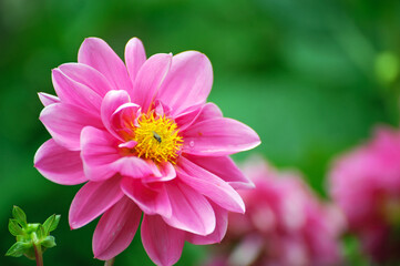 Obraz premium Pink dahlia flower