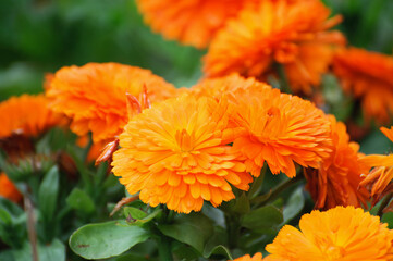 Orange Marigold Flowers
