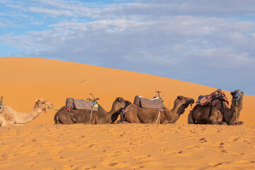 Fototapeta premium Dromedaries, often misinterpreted as camels.