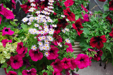 Flowers in the garden on summer time