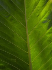 fresh green leaves for background thailand