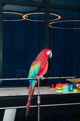 Red and blue macaw ara sitting on a bar indoors