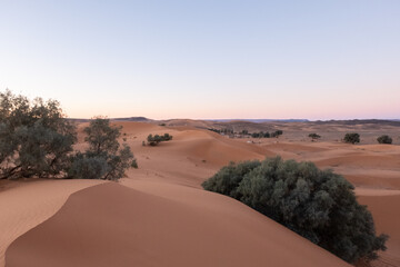 Fototapeta na wymiar The vast orange dunes of the Sahara desert and its barren vegetation