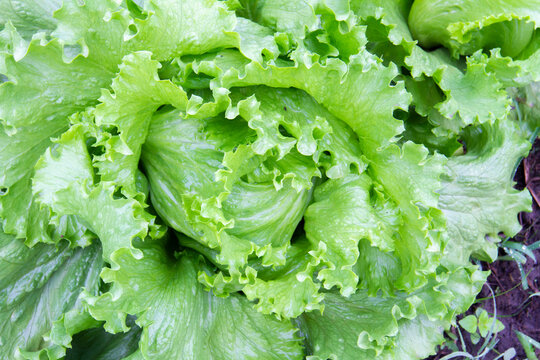 Green lettuce plants in growth at garden top view. Fresh lettuce leaves background