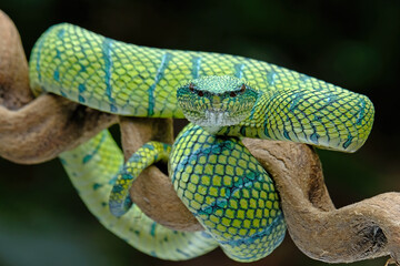 green snake on branch