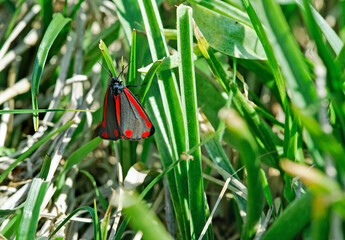 Cinnabar moth with red dots